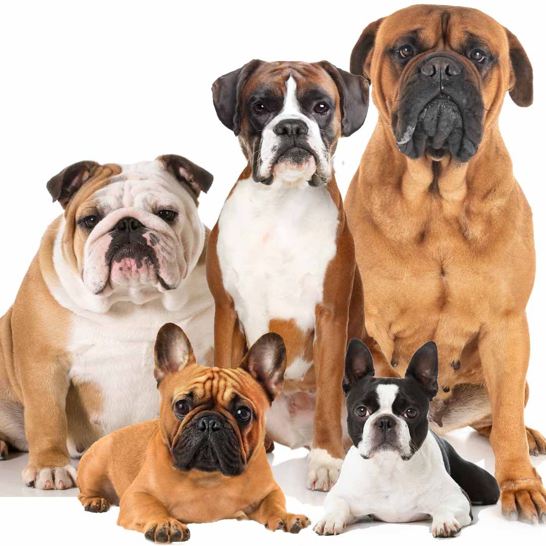 bully dog breeds